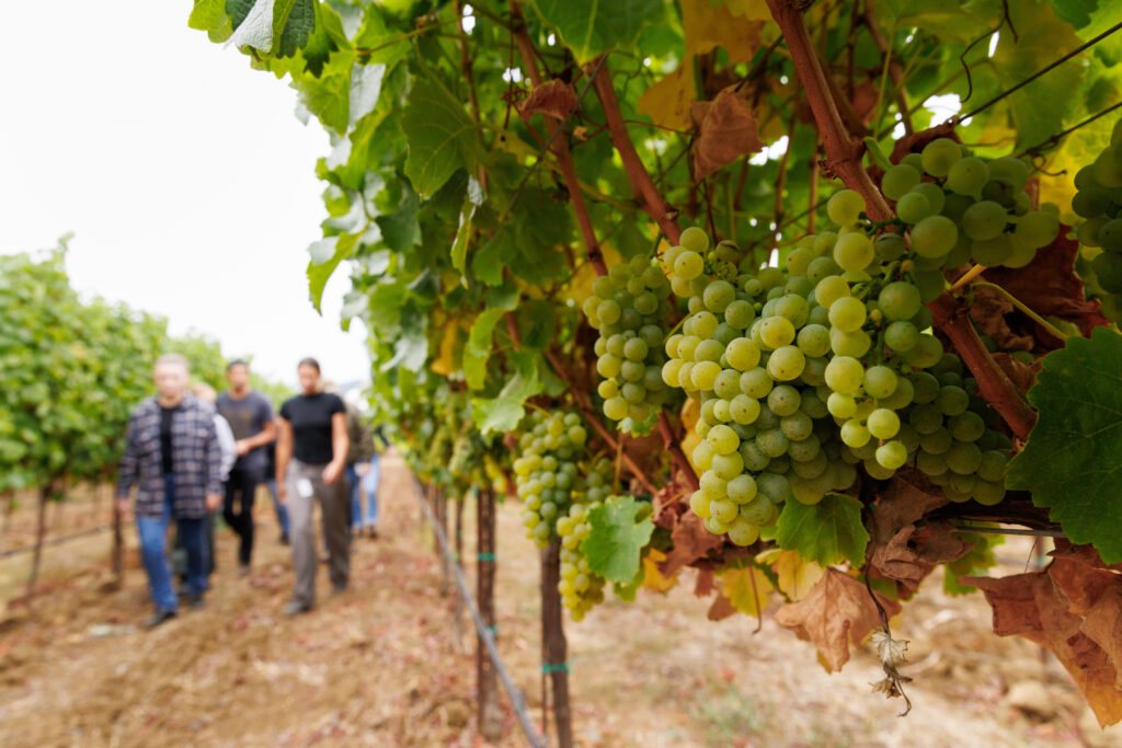 Students walking through a vineyard at Cal Poly with green grapes in the foreground